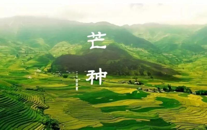 105604_742482_jswz.jpeg 芒种时节 是中国传统农历中的一个重要节?jpeg