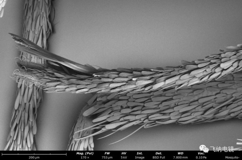 104752_827519_jswz.jpg 104752_827519_jswz.jpg