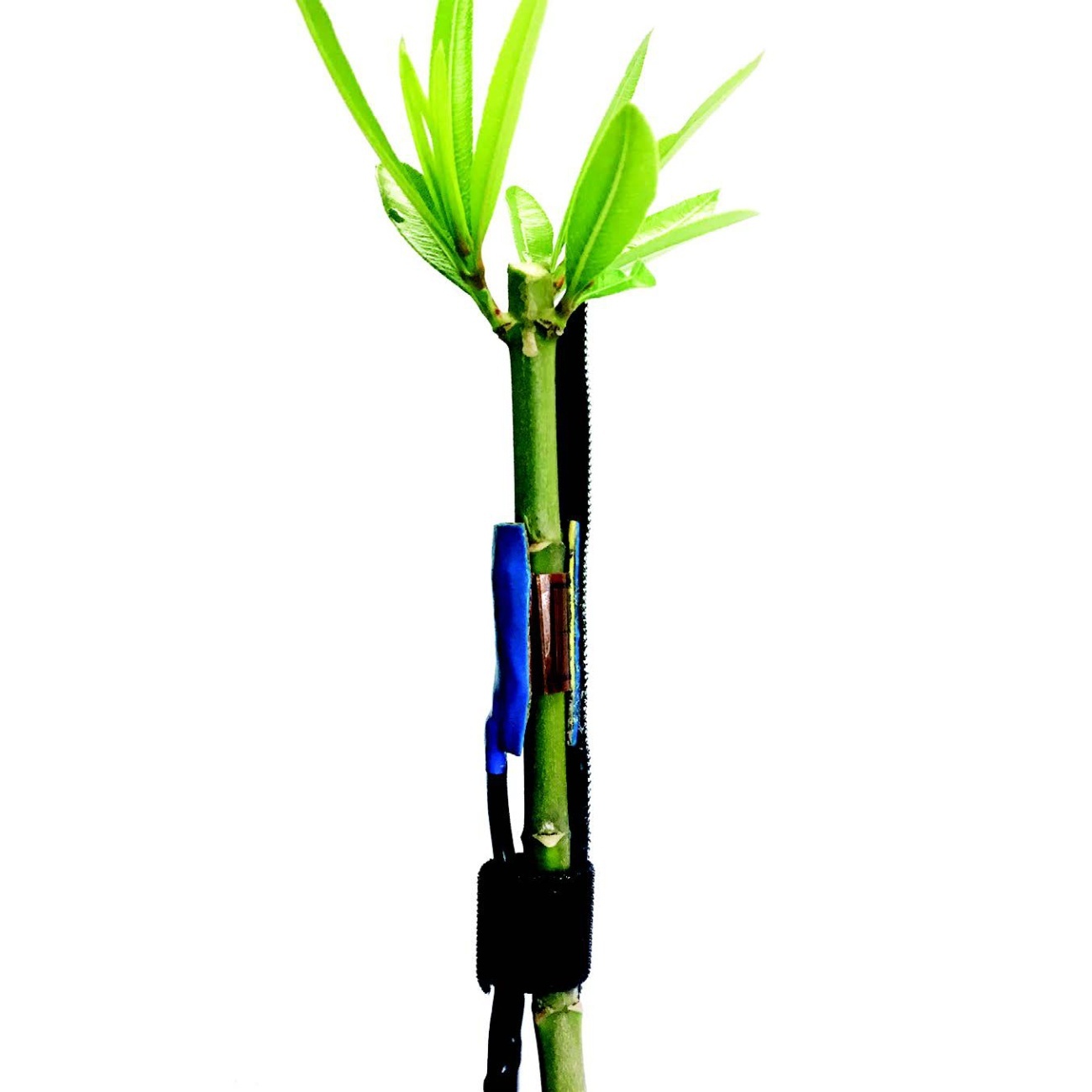 SGDC外皮包裹式植物茎流（液流）传感器的图?/></a></div> <div class=
