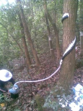 DJ-H缠绕型树干截流记录仪的图?/></a></div> <div class=