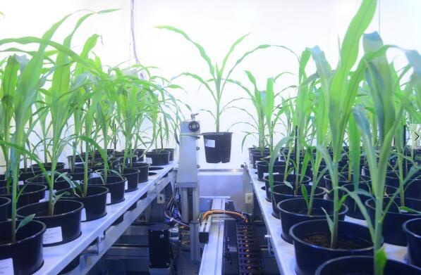 比利时植物表型成像系统WIWAM Line的图?/></a></div> <div class=