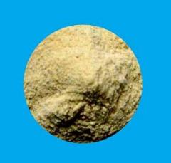 食品加工用膨化薏米粉，薏米粉，薏米膨化粉的图?/></a></div> <div class=