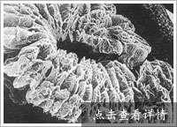 鍙啫鑳€鐭冲ⅷ 鐨勫浘鐗?/></a></div>              <div class=