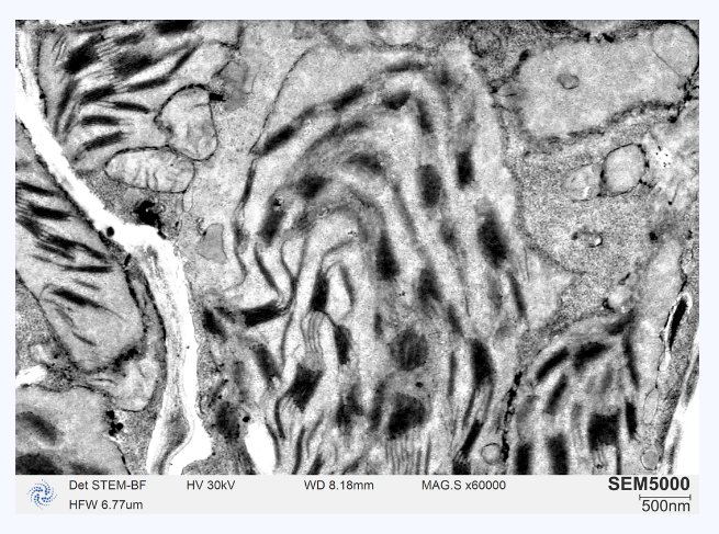 170908_019238_gsdt.png image.png